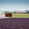 Château La Dominique 2021 – Image 4