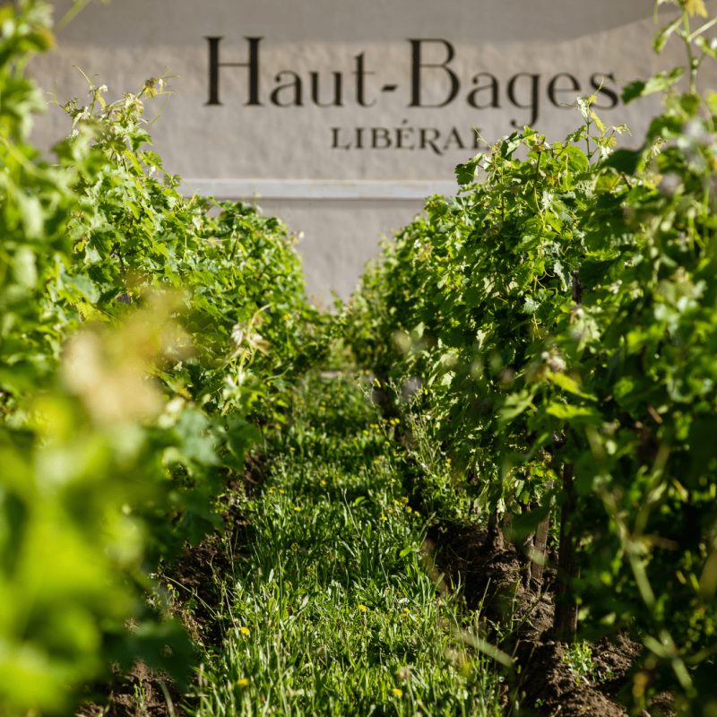 Château Haut-Bages Libéral 2017 – Image 3