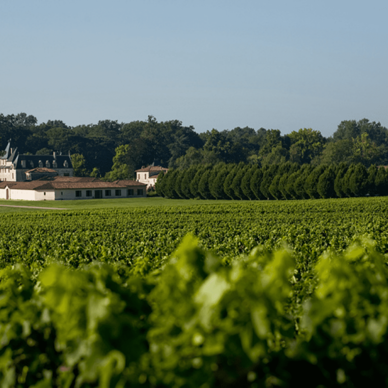 Château Olivier Rouge 2020 – Image 2
