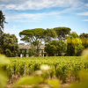 Château Rouget 2020 – Image 4