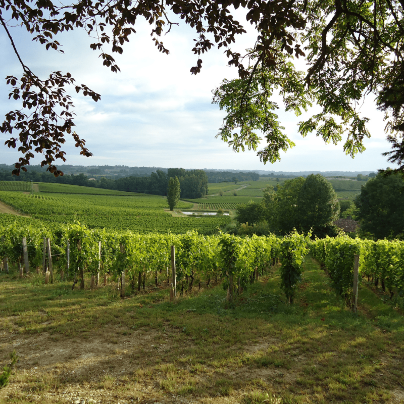 Château Valandraud 2020 – Image 3