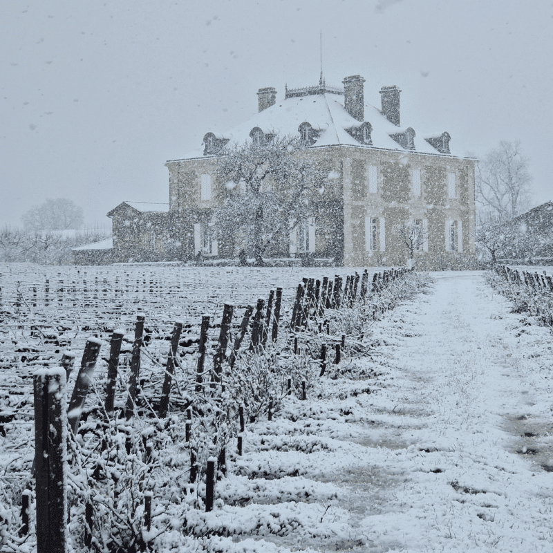 Château Haut-Bailly 2023 – Image 4